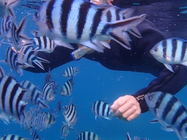 魚の餌やり!たくさん寄ってきてくれます_コーラルトリップ イエスタ
