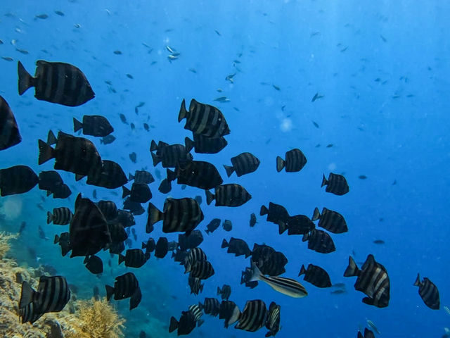 360度お魚に囲まれています_海倶楽部スキューバダイブセンター