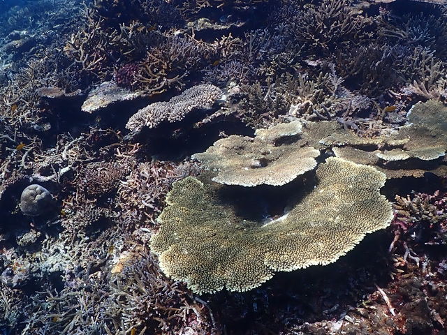 八重干瀬の珊瑚_伊良部島観光ガイドゆうむつ