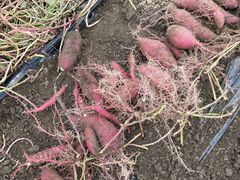 なめりかわ丘の上農園の写真1