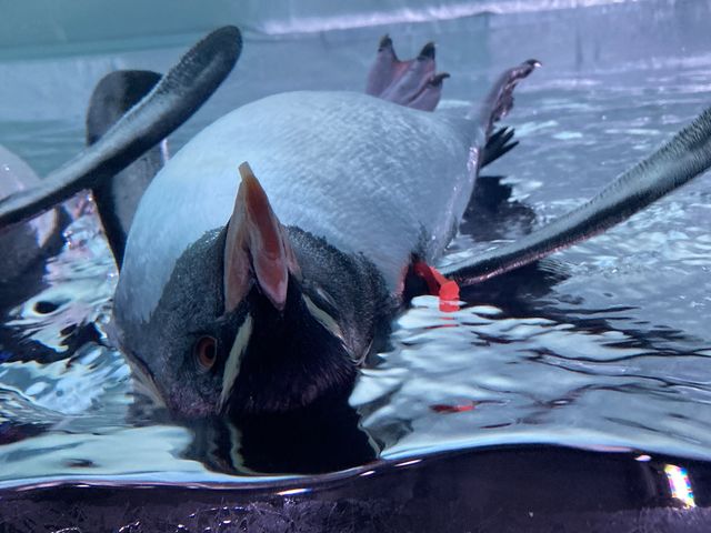 ペンギンが近い!_AOAO SAPPORO