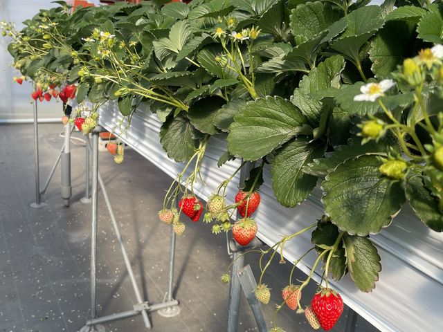 とても可愛らしいいちごたちです。_very berry farm