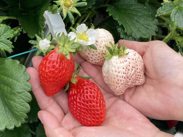 甘い白イチゴも食べさせていただきました!_原文農園
