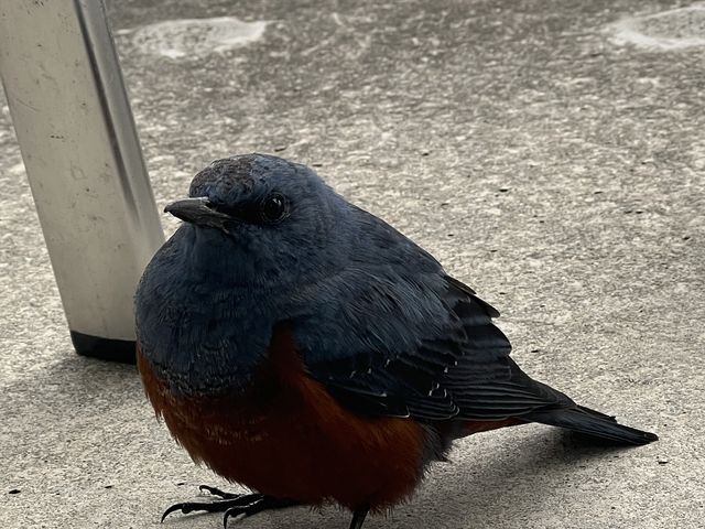 ベランダに遊びにきた鳥さん!翌日には同じ種類の違う鳥さんがきたよ_サザンビーチホテル&リゾート沖縄