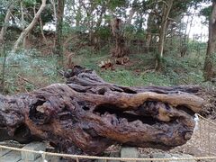 エビさんの泉神社への投稿写真1