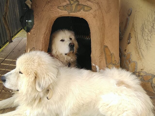 超モフモフの大型犬♪_十和田湖 神代ヶ浦 伝説のキリスト像