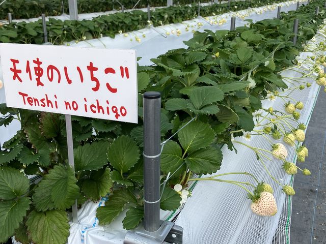 天使のいちご_いちごきらり みのうヴィレッジ