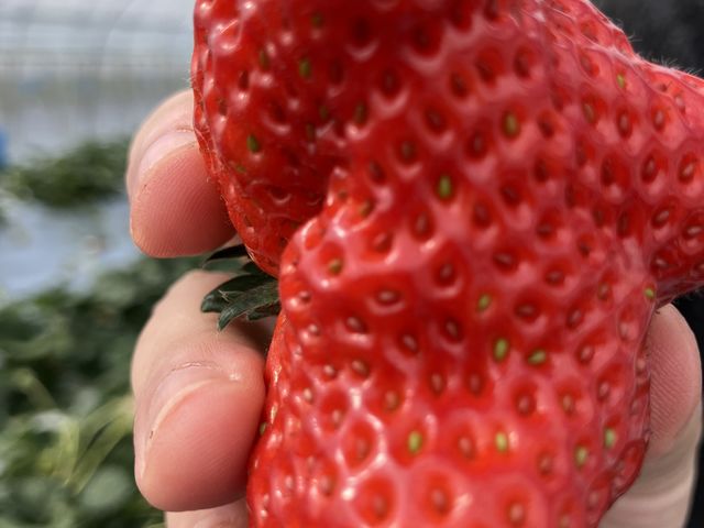 いろんな形を子供も喜ぶでしょう_大久保農園