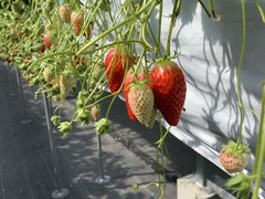 りょうこさんのあいのいちご農園への投稿写真1