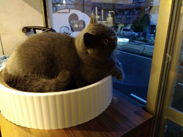 息子お気に入りのねこちゃん_Cat of Liberty