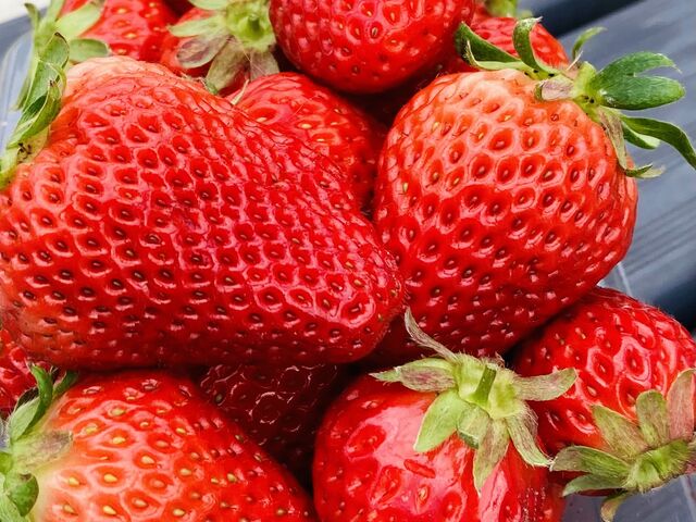 甘かったです_大坪だんだんファーム