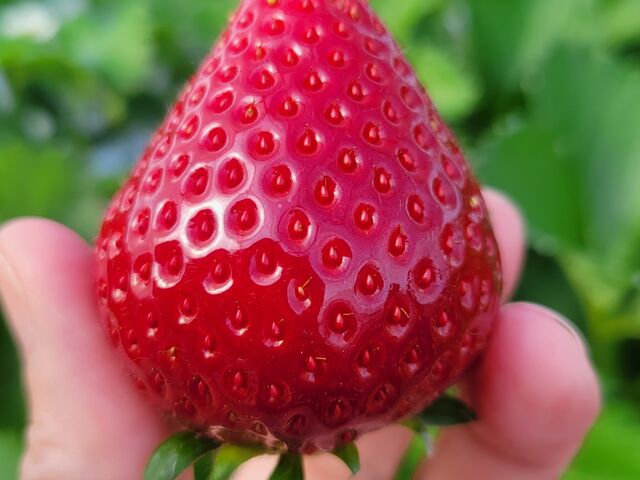 ツヤツヤ綺麗で甘かったです。_いちご農園 フラウラファーム