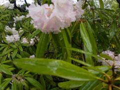 箱根湿生花園の写真1
