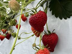 としさんのstrawberry farm まあと工房への投稿写真2