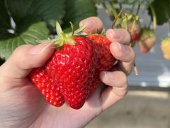 お陽様農園の写真1