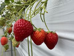 エマさんのstrawberry farm まあと工房への投稿写真1