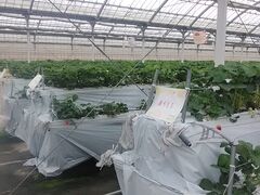 ろんじんじんさんの花立山ファームへの投稿写真1