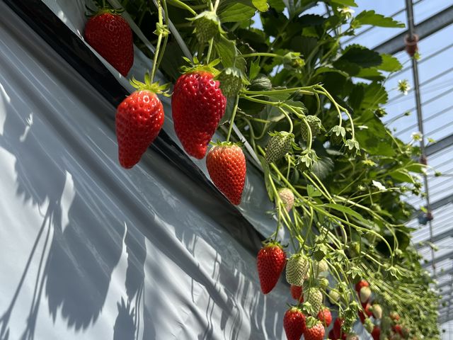 大きなイチゴが沢山ありました_苺や本舗