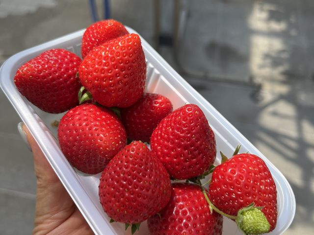 大きくて甘くて美味しいです。_越谷ストロベリー
