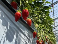 takaさんの苺や本舗への投稿写真1