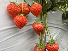 せせらぎ いちごパークの写真1