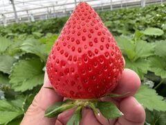せせらぎ いちごパークの写真2