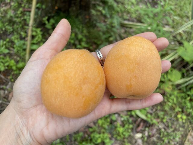 大きな枇杷_おおつ房州びわ園