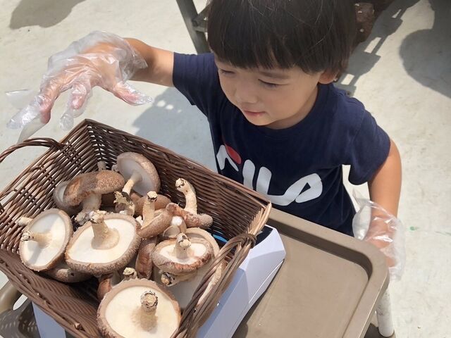 大ぶりの綺麗なしいたけがたくさん。_アライ*キノコ