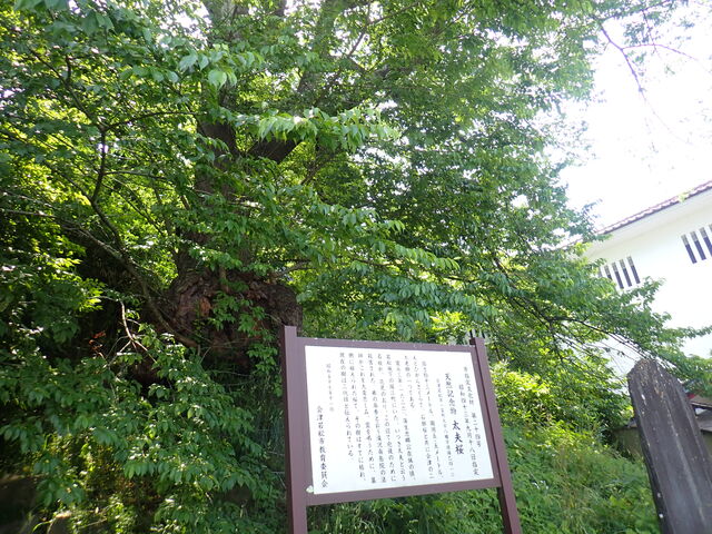 マイBOOさんの太夫桜の投稿写真1