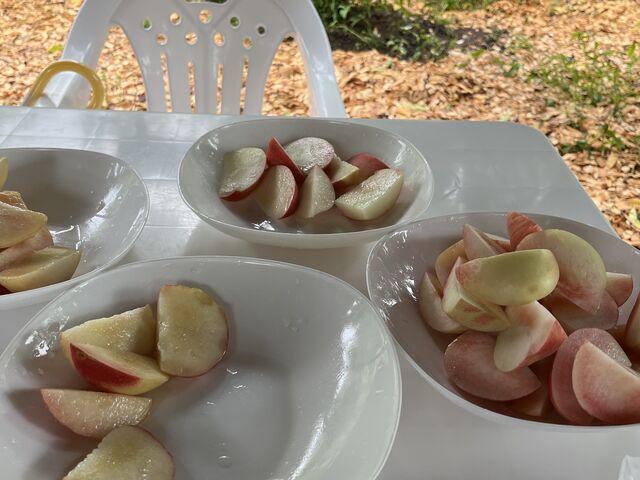 4種類の桃食べ比べできました。_望月農園