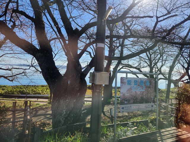 桜の時期は見事でしょう。_のと鉄道株式会社