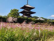 いざのりさんの法起寺周辺のコスモスの投稿写真1