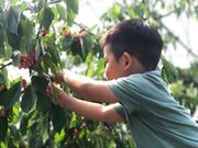 ゆうちゃんさんのまほろば観光果樹園の投稿写真1