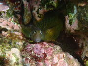 みーたんさんのN2 ダイビングサービスの投稿写真1