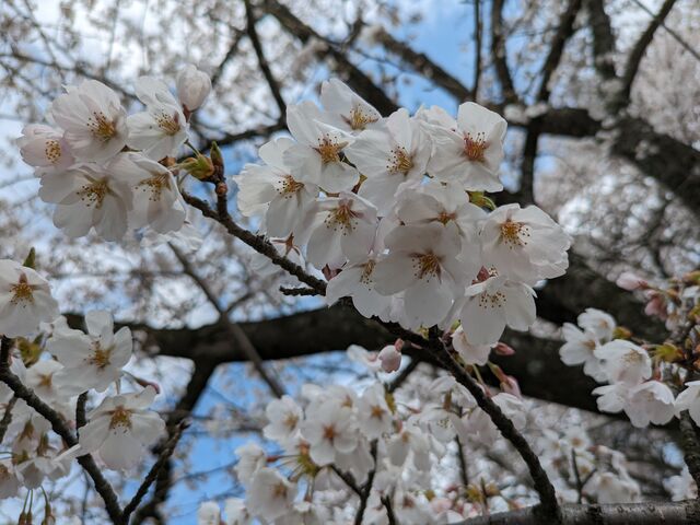 ゆん。さんの藤田川ふれあい桜の投稿写真2