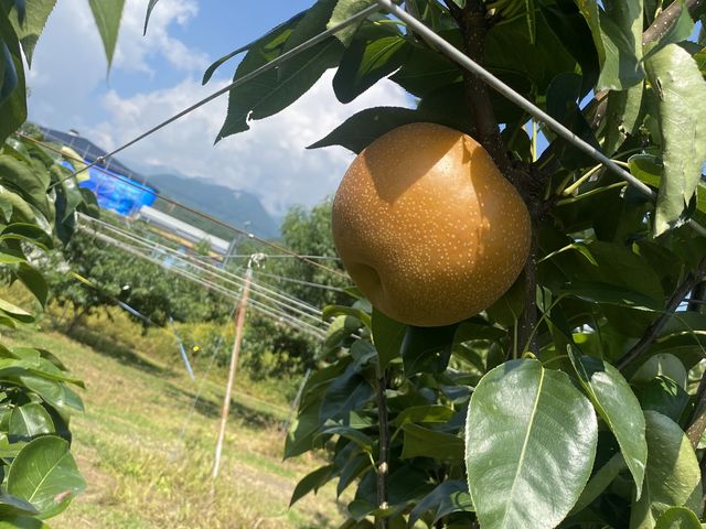 豊水だよ!_原りんご園