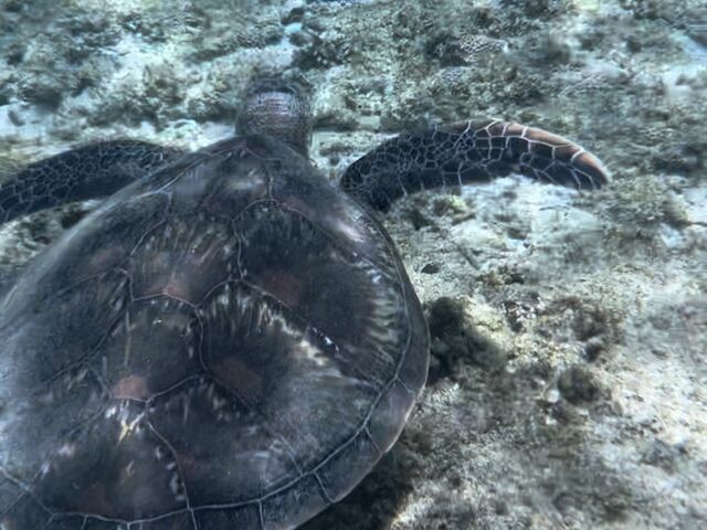 ウミガメさん_シートラベラー