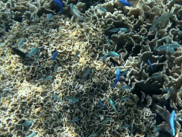 サンゴとお魚、とっても綺麗です_シートラベラー