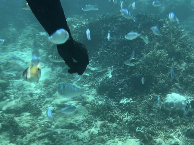 たくさんのお魚たち_シートラベラー