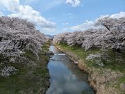 ゆん。さんの藤田川ふれあい桜の投稿写真1