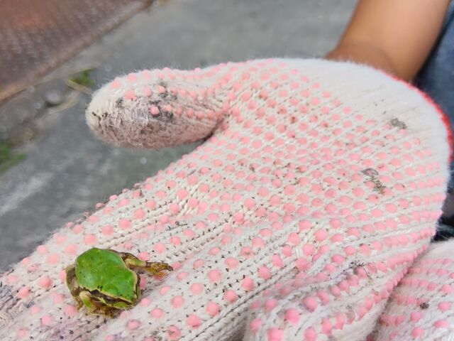 可愛いカエル、ちゃんとすぐ逃がしました!_岡田農園