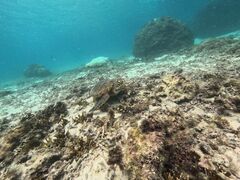だいちゃんさんのCOCO宮古島への投稿写真1