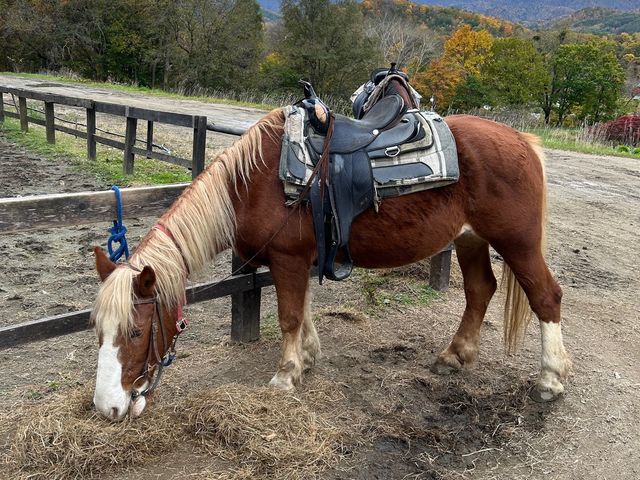 カレンちゃん_WILD MUSTANG’S 札幌