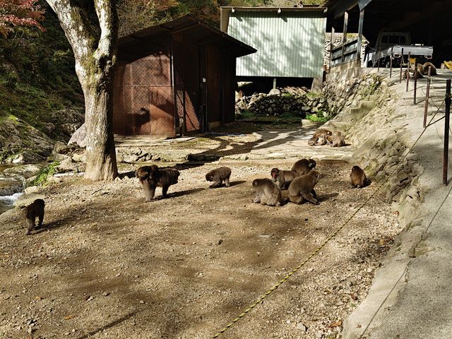 かわいいお猿さんがいっぱい。バスの便が増えてくれればもう少し長く滞在できたのに、と思います。_船越山るり寺モンキーパーク