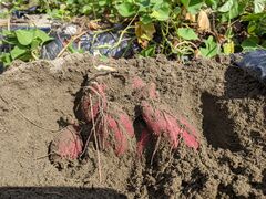 喜来やさい園の写真2