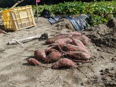 喜来やさい園の写真3