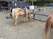 ゆうさんのWILD MUSTANG’S 札幌の投稿写真2