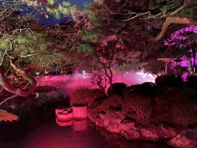 木々が幻想的です_NAKED光の神苑 平安神宮