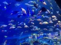 ゼロ距離水族館 伊勢シーパラダイスの写真1
