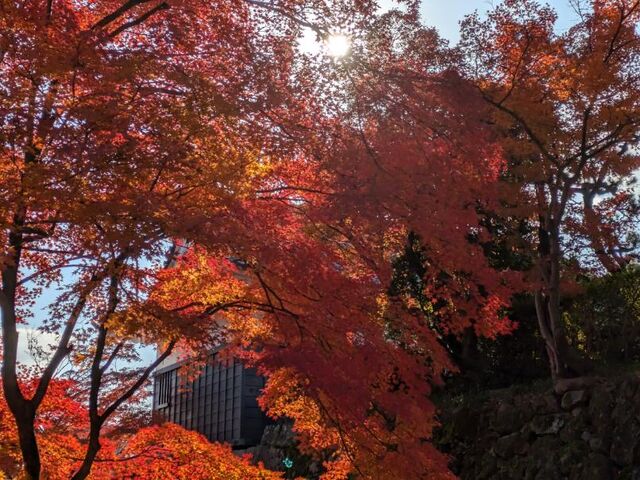 ゆっきーさんの岡崎公園の紅葉の投稿写真4